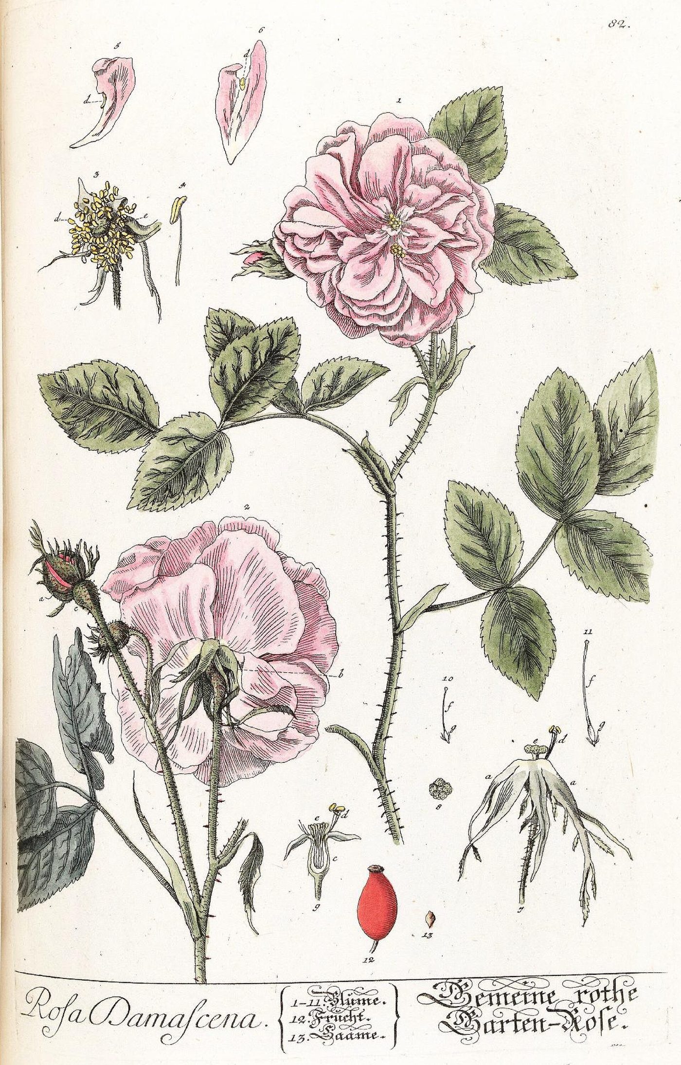 Gravura botânica colorida à mão de uma rosa-damascena, com flores rosadas, folhas e fruto